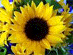 IL GIRASOLE LUCIA USSORIO IL GIRASOLE LUCIA USSORIO