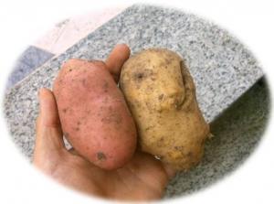 Patate rosse della Sila