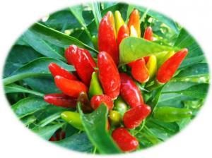 Peperoncino piccante fresco calabrese