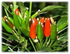 Tempo di peperoncino fresco, quello piccante calabrese ovviamente. Tempo di peperoncino fresco, quello piccante calabrese ovviamente.